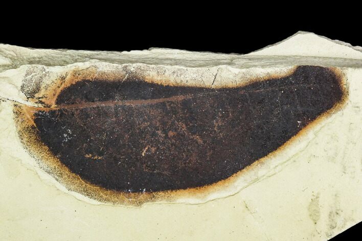 Fossil Leaf (Allophylus)- Green River Formation, Utah #111417